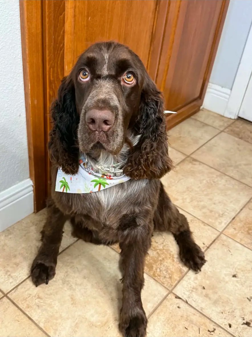 A freshly groomed spaniel after a bath and haircut
