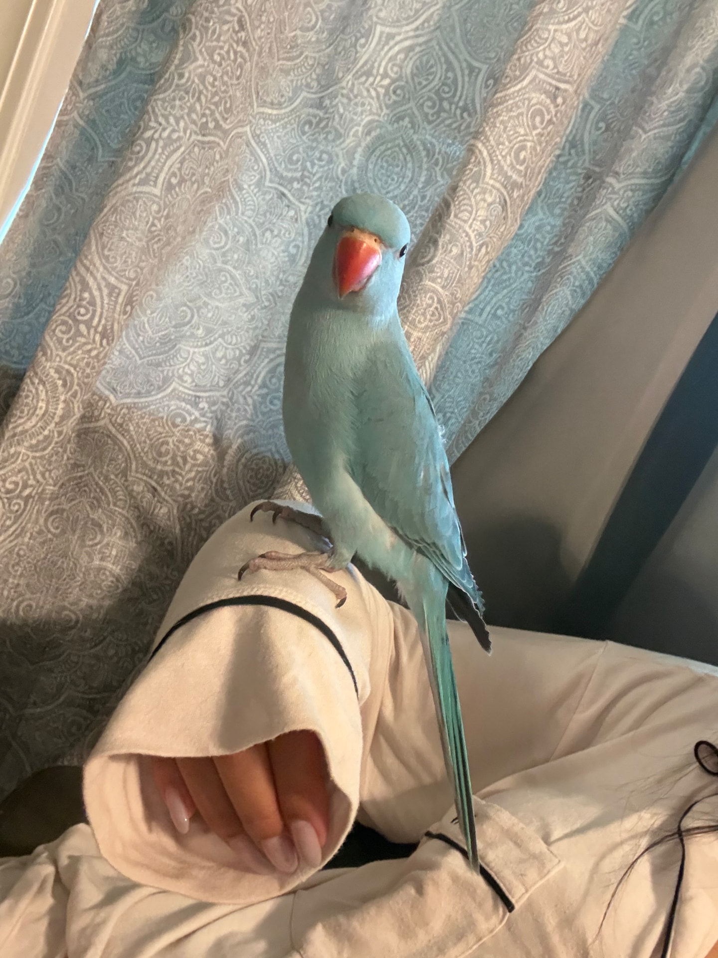 A blue bird perched on Karolyn's arm