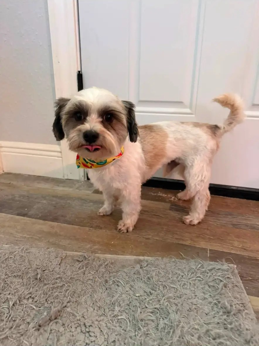 Small white and brown dog after grooming with a colorful bandana