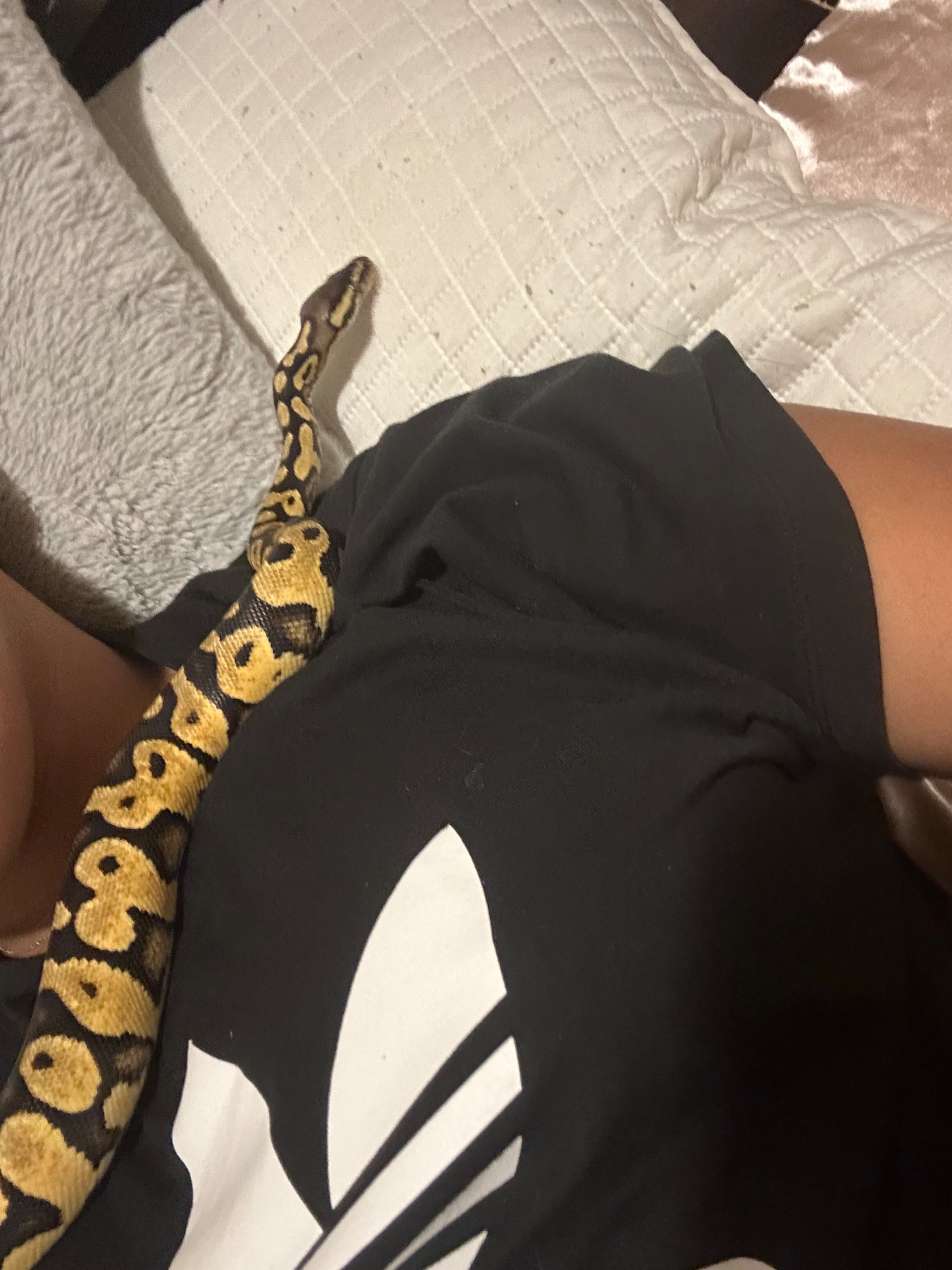 A snake resting on Karolyn's shirt