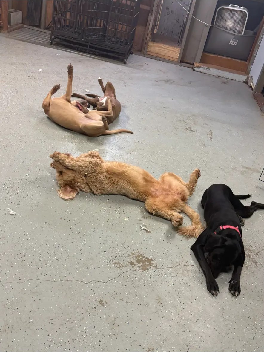 Dogs playing together during daycare