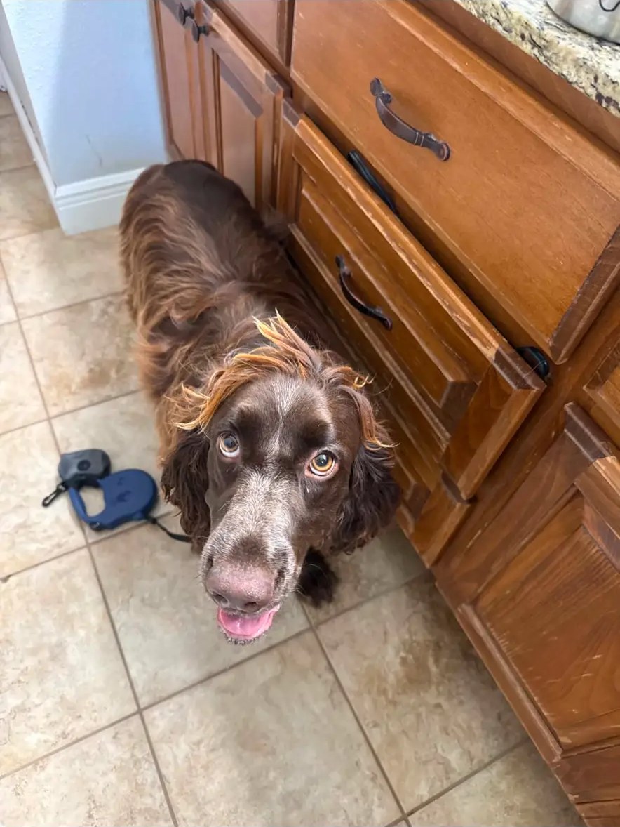 Brown spaniel before grooming