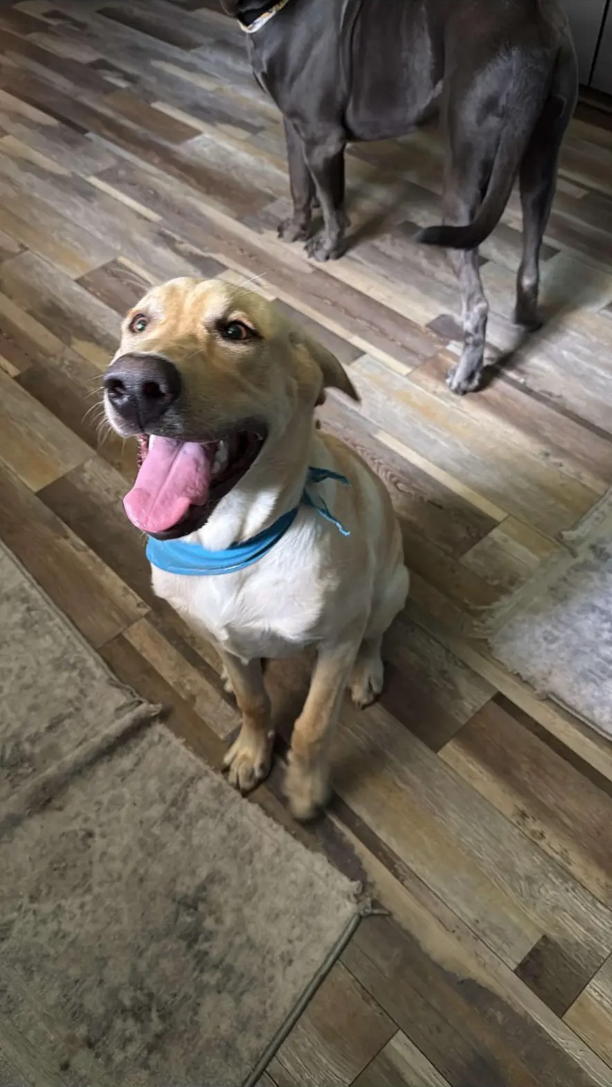 Happy yellow Labrador smiling indoors
