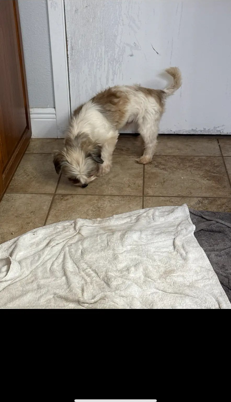 Small white and brown dog before grooming