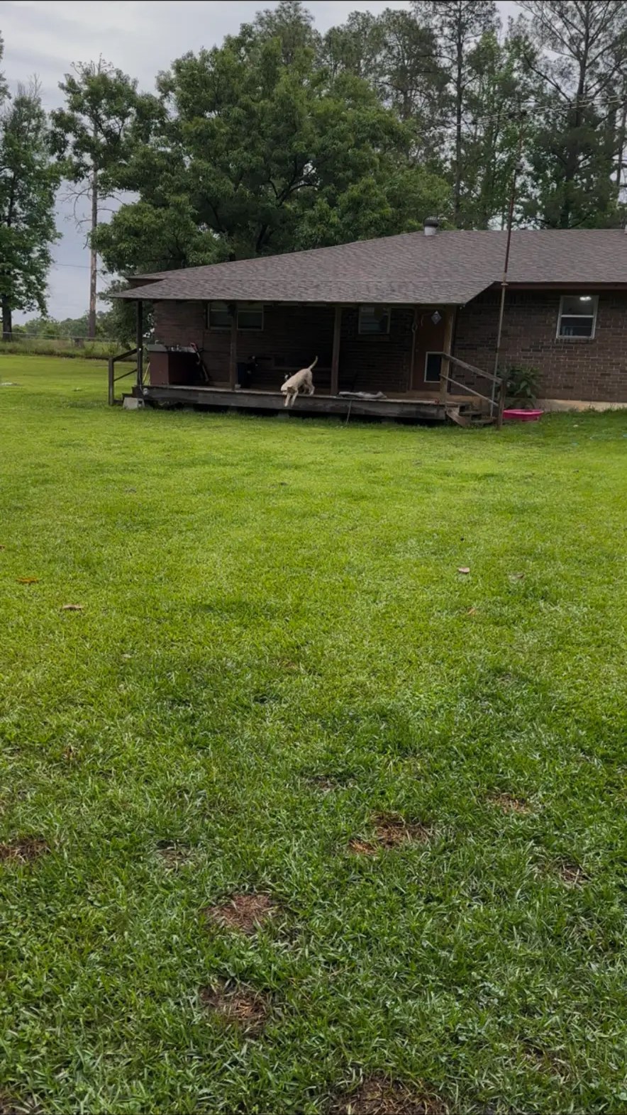Backyard, house and covered porch with a dog running