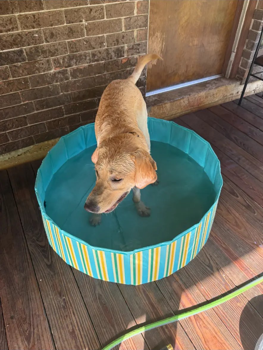 A happy dog cooling off in a small swimming pool in the yard
